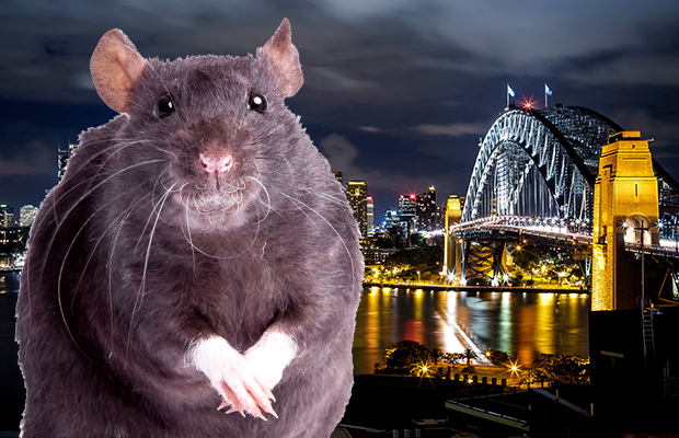Article image for Sydney gripped by ‘out-of-control’ rat population