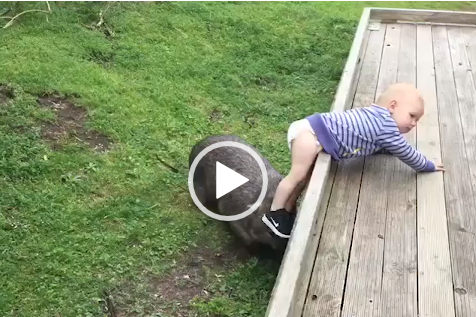Article image for VIDEO: Toddler plays with wild wombat at Wilsons Prom