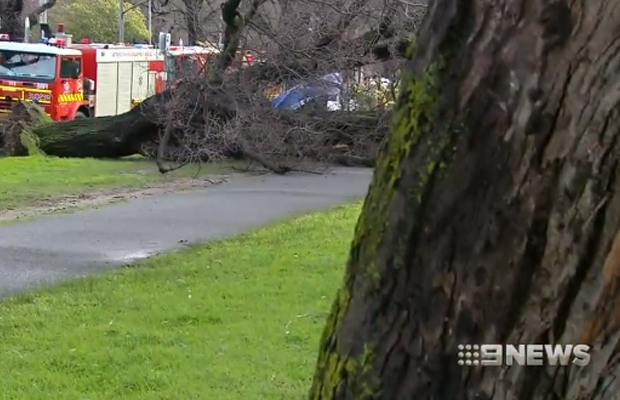 Article image for Elderly elm trees had only recently been inspected for safety, prior to Monday’s tragedy