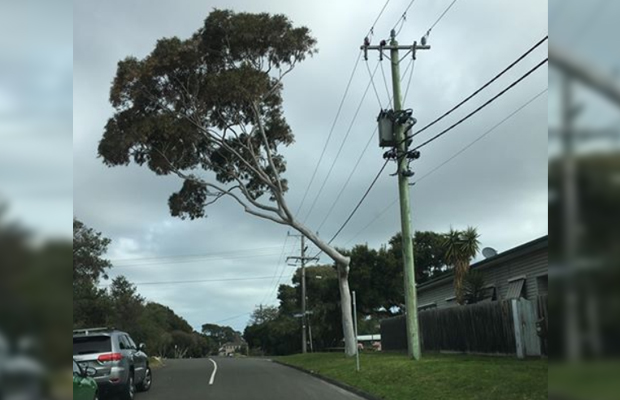 Article image for Tree trimmed to avoid powerlines now has ‘dangerous’ lean