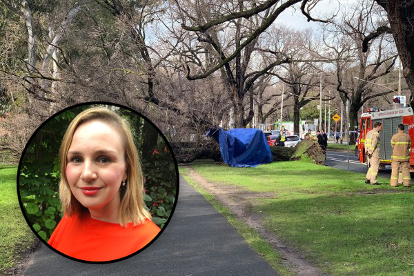 Article image for University professor killed by falling tree in tragic incident