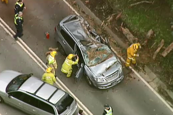Article image for Tree falls on car in the Dandenong Ranges