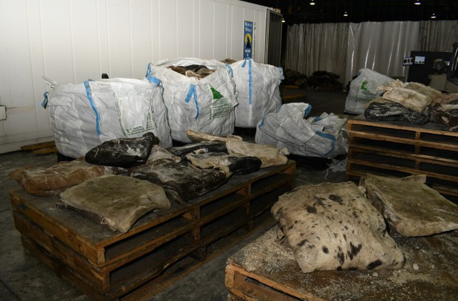 Article image for Drug bust: 755 kilos of ice smuggled in raw cow hides