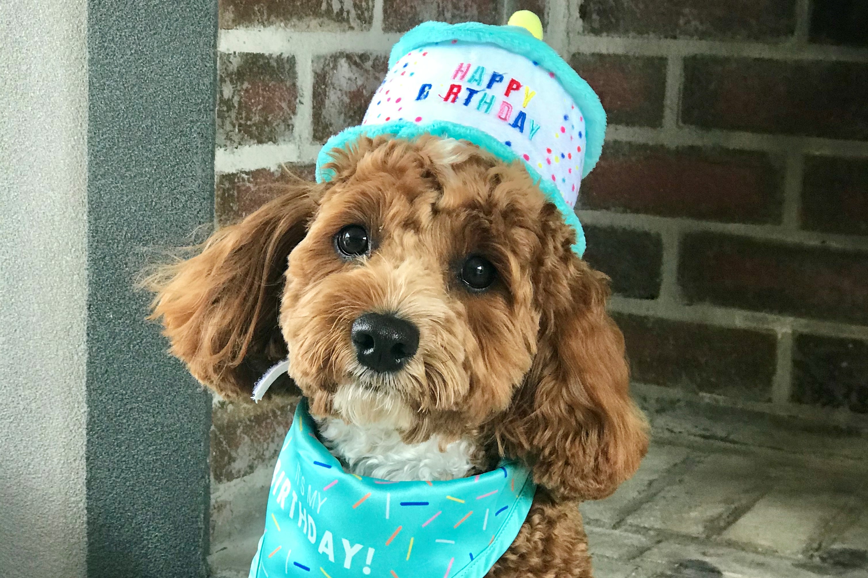 Article image for PHOTO GALLERY: Dogs celebrating their birthdays
