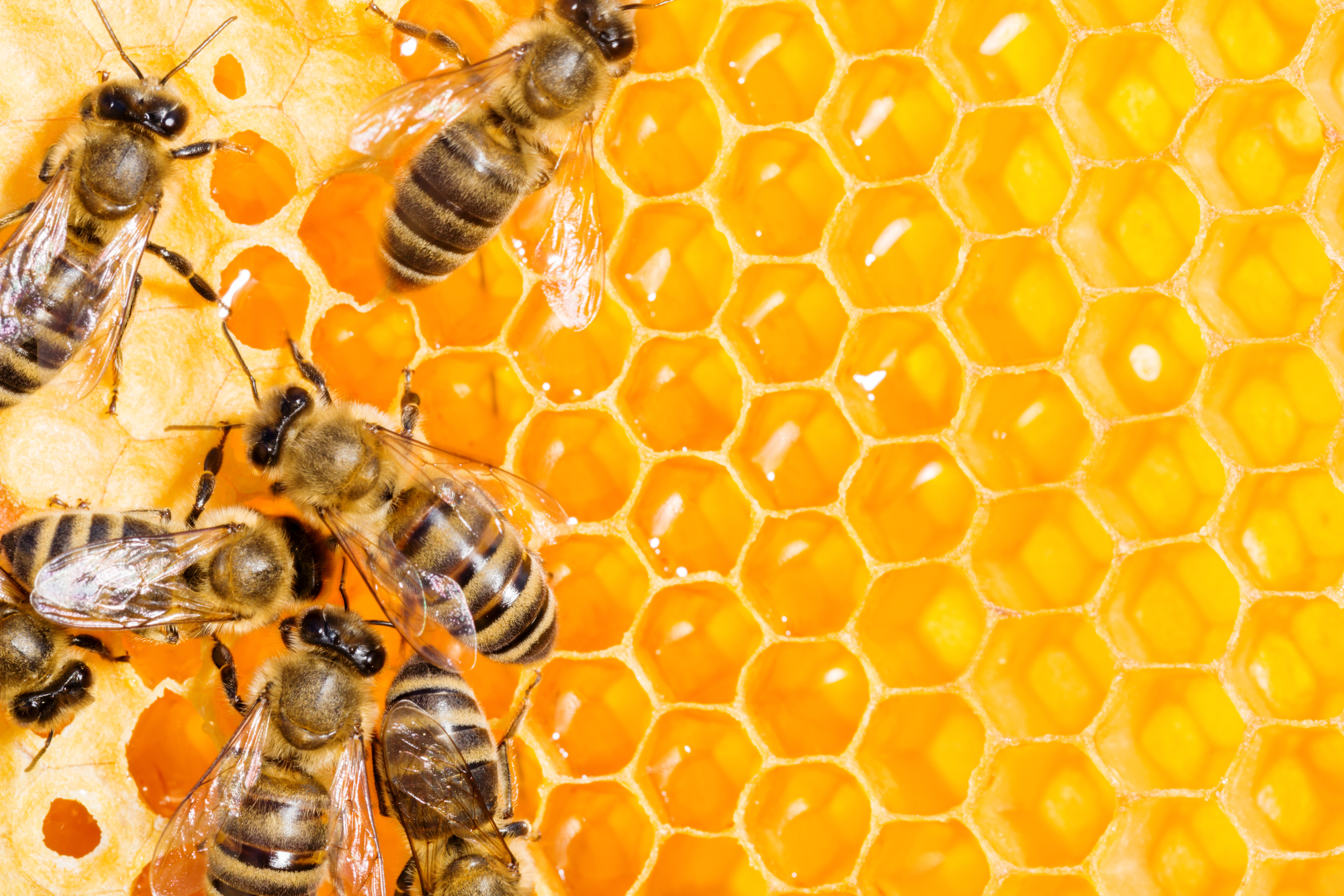 Article image for ‘It’s a lie!’: Honey producers irate over New Zealand’s bid to stop Australian beekeepers from using term ‘manuka’