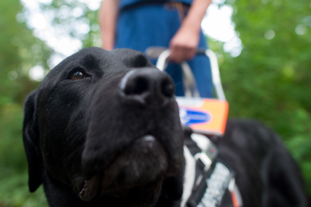 Article image for Access denied: Blind cancer patient refused guide dog in private hospital