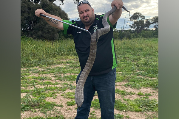 Article image for Snakes in the suburbs: Huge tiger snake spotted in Melbourne’s inner-west