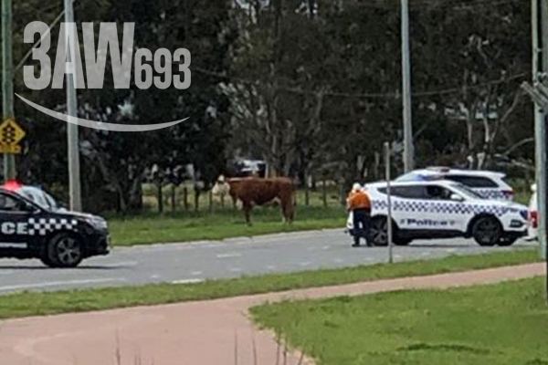 Article image for Cow on the loose wreaks havoc in Dandenong South