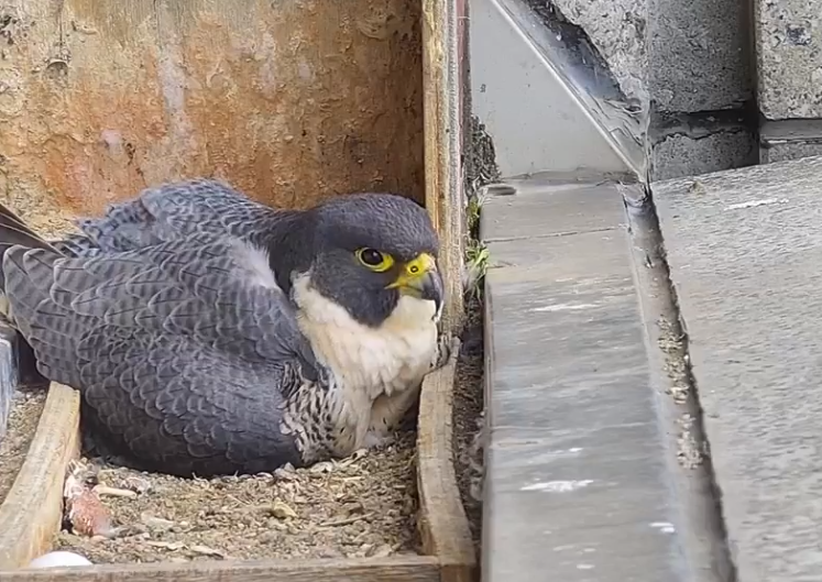 Article image for CBD falcons welcome baby chicks into the world