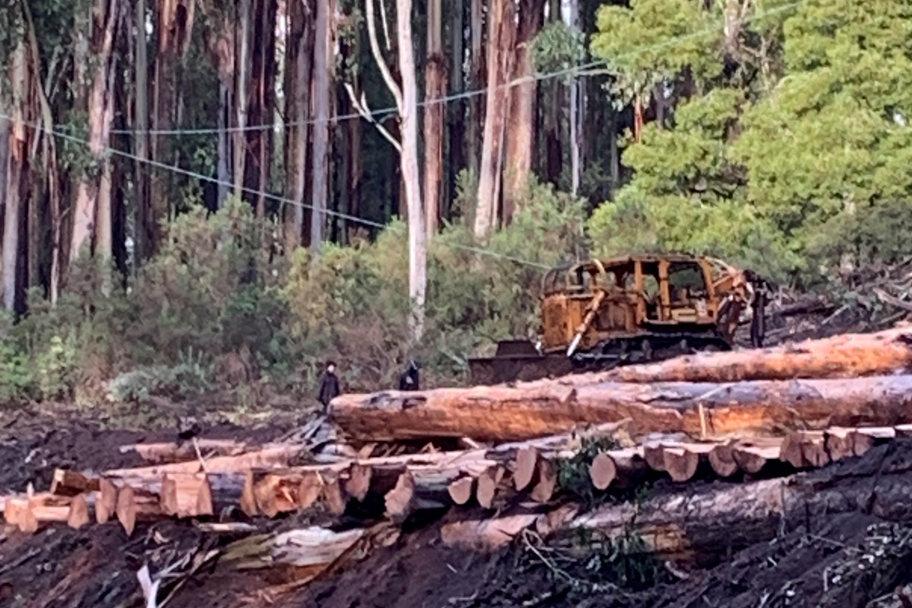Article image for Protesting Greenies bring logging to a halt in Toolangi State Forest
