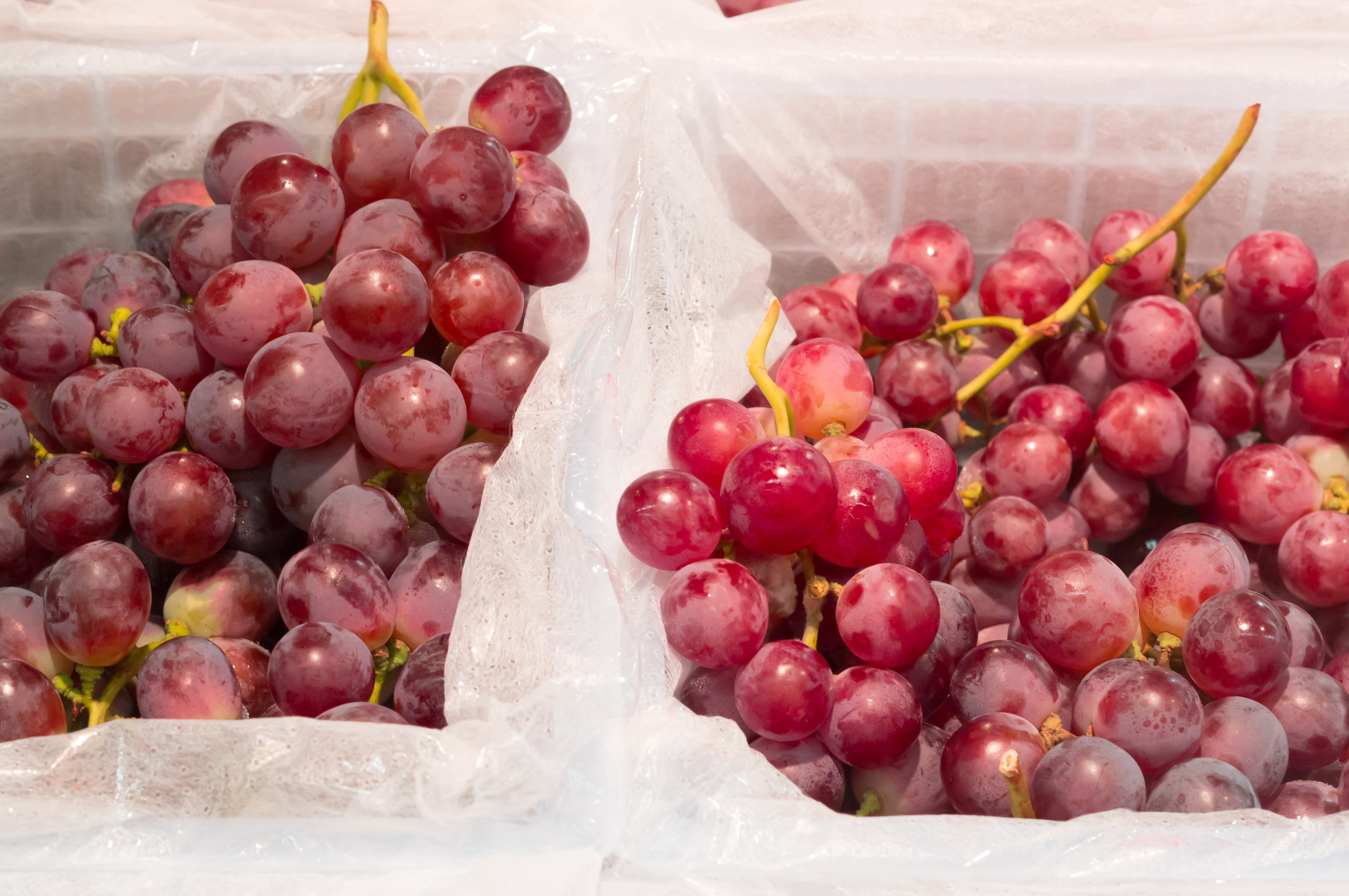 Article image for Needle found in grape bought at a Melbourne supermarket