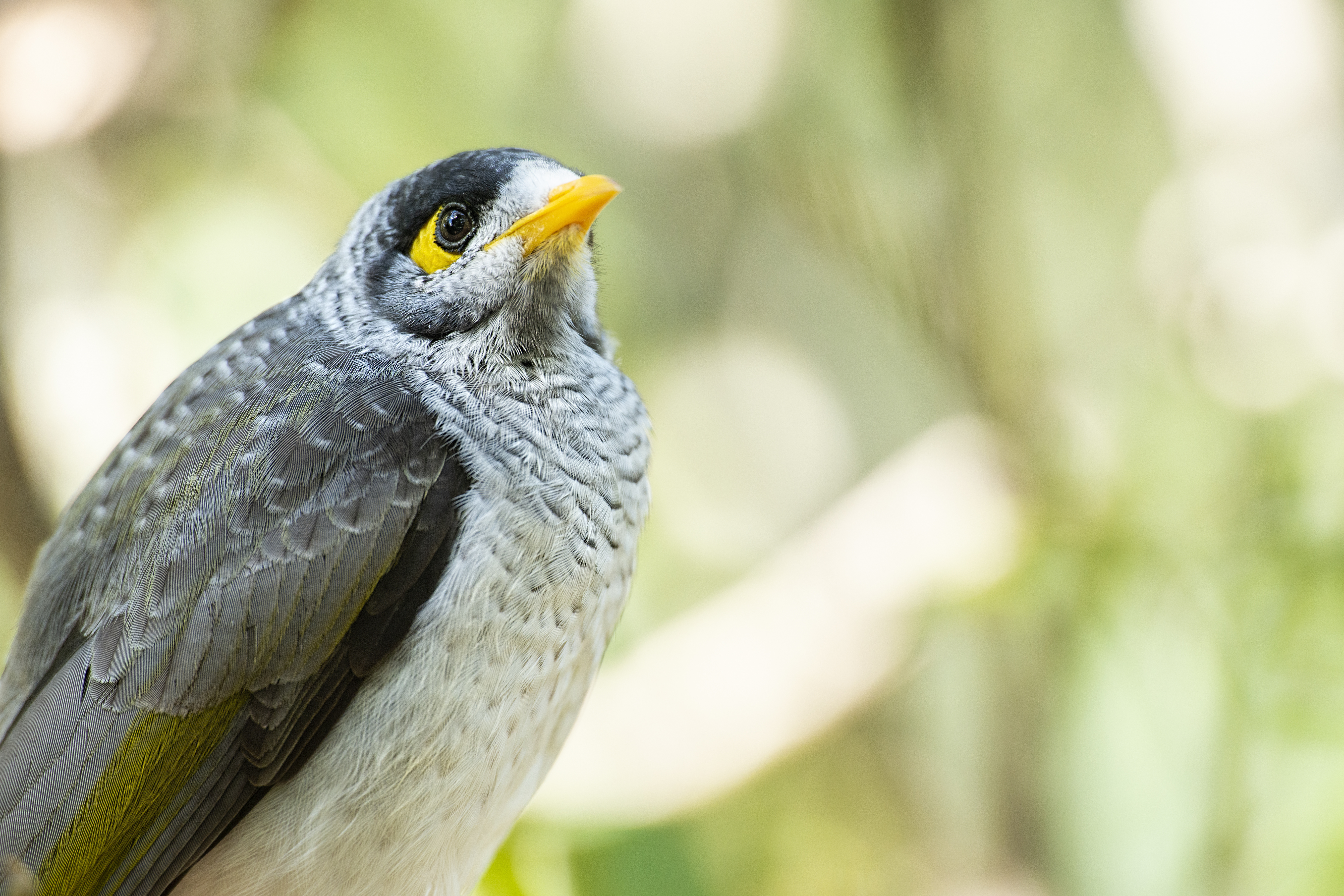 Article image for Forget magpies, this is Australia’s most aggressive bird