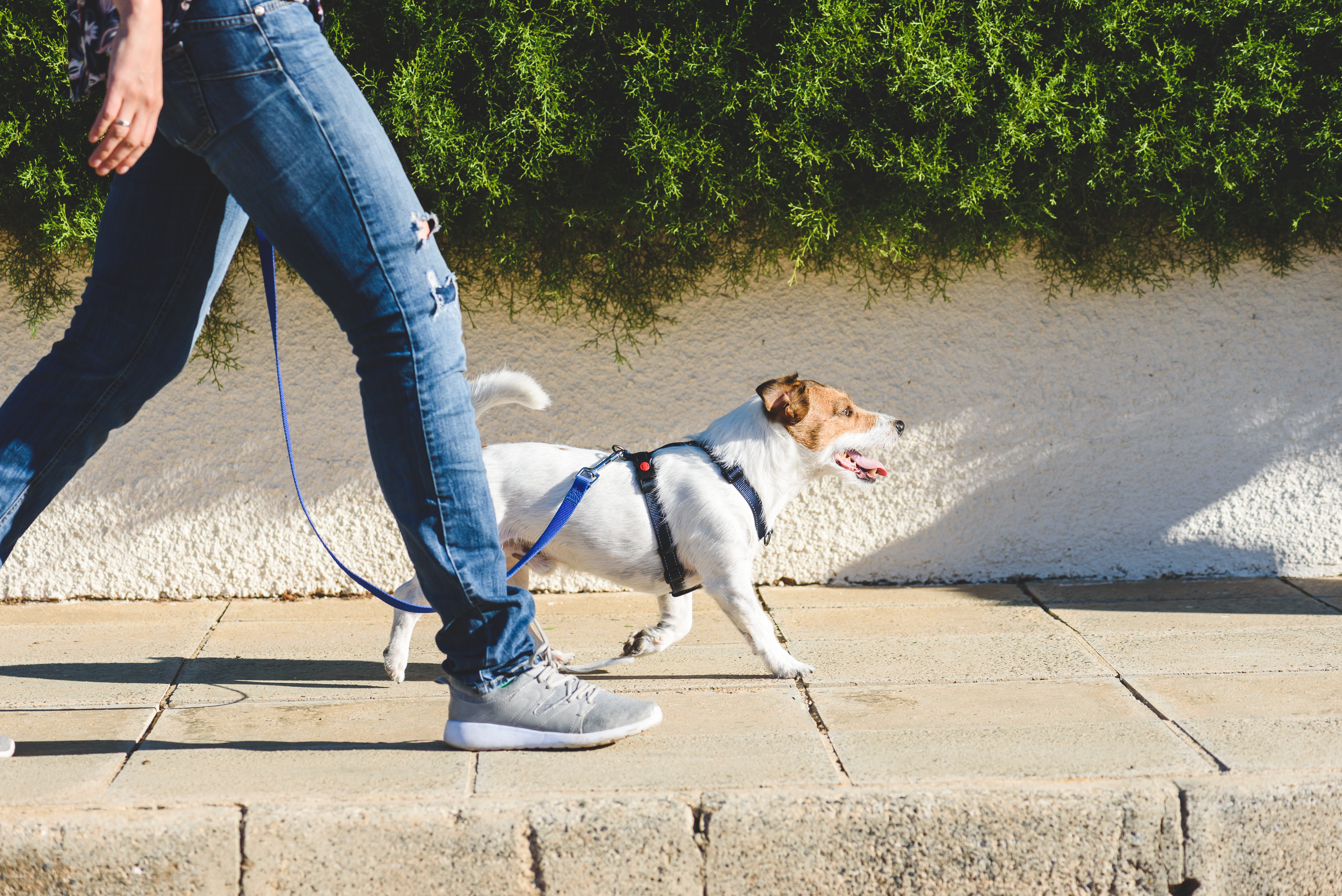 Article image for Melbourne council to consider DNA testing dogs to catch owners who don’t clean up after their pets