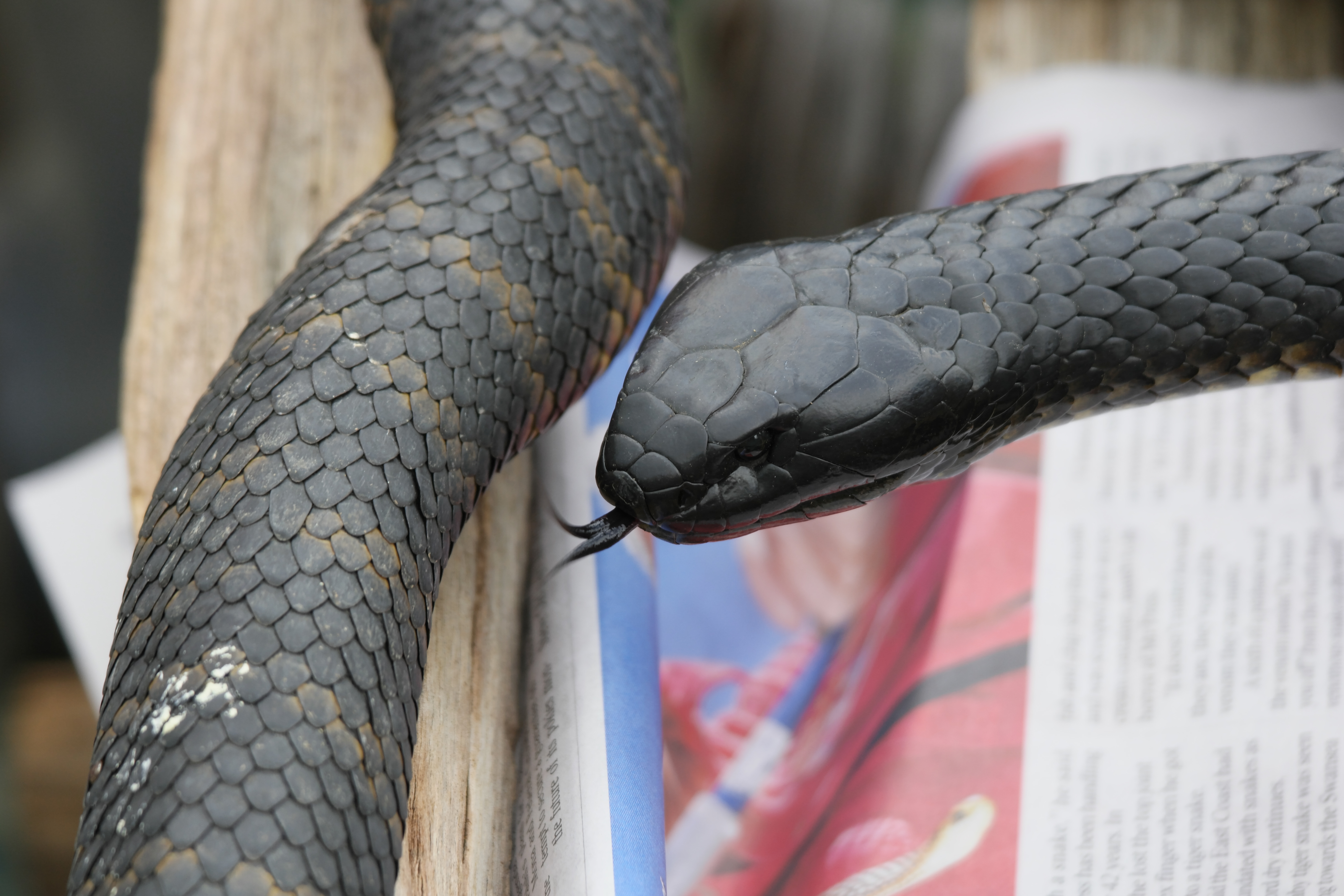 Article image for Snake catcher admits he thought ‘this is it’ after being bitten by monster tiger snake