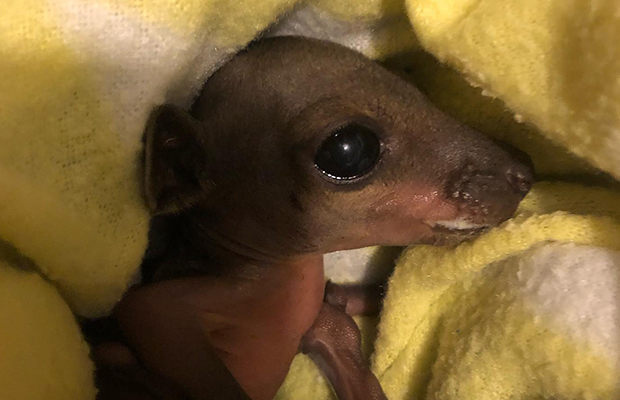 3AW comes to the rescue of an orphan joey in Western Australia