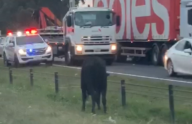 Article image for There’s a cow on the Monash Freeway and it’s causing issues