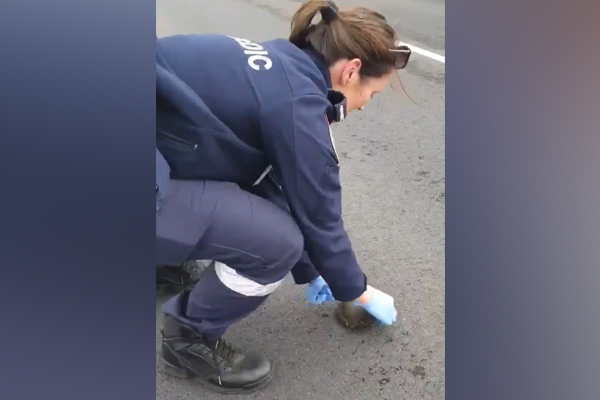 Article image for VIDEO: Eagle-eyed paramedic helps tortoise cross the road safely