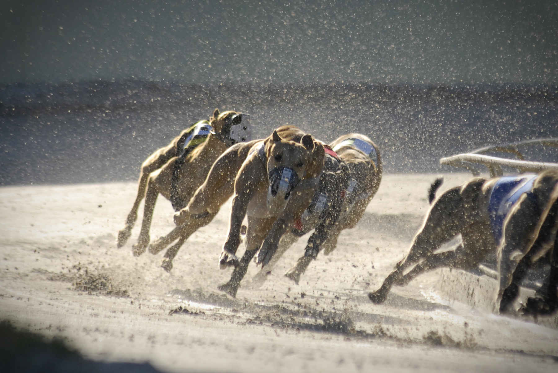 Article image for Why the RSPCA doesn’t want greyhound racing shut down