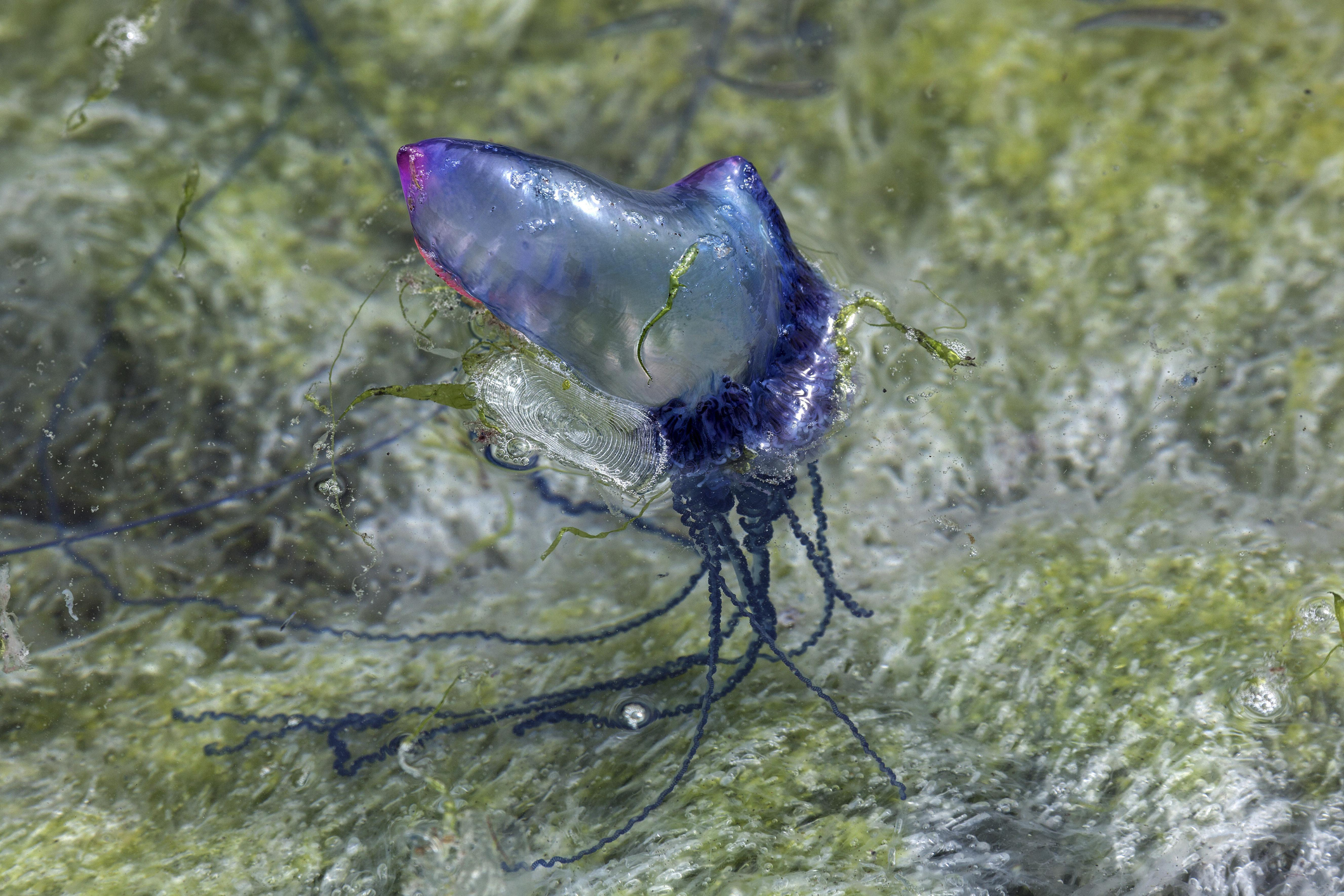 Article image for Mornington Peninsula beach inundated by bluebottle jellyfish