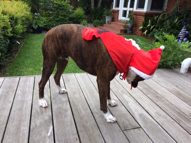 Photos Neil And Tj Dress Their Dogs Up For Christmas 3aw
