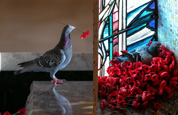 Article image for Rumour confirmed! Pigeon pinches poppies to build beautiful nest at Australian War Memorial