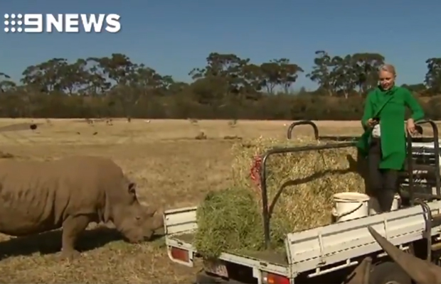 Article image for Rhino scare forces Livinia Nixon to end TV weather segment