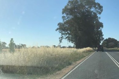 Article image for ‘Incredibly dangerous’: Overgrown grass on Victorian roadsides sparks fire fears
