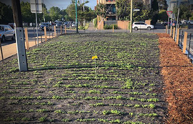 Article image for Freak of nature? The Port Melbourne sunflower defying signs and science