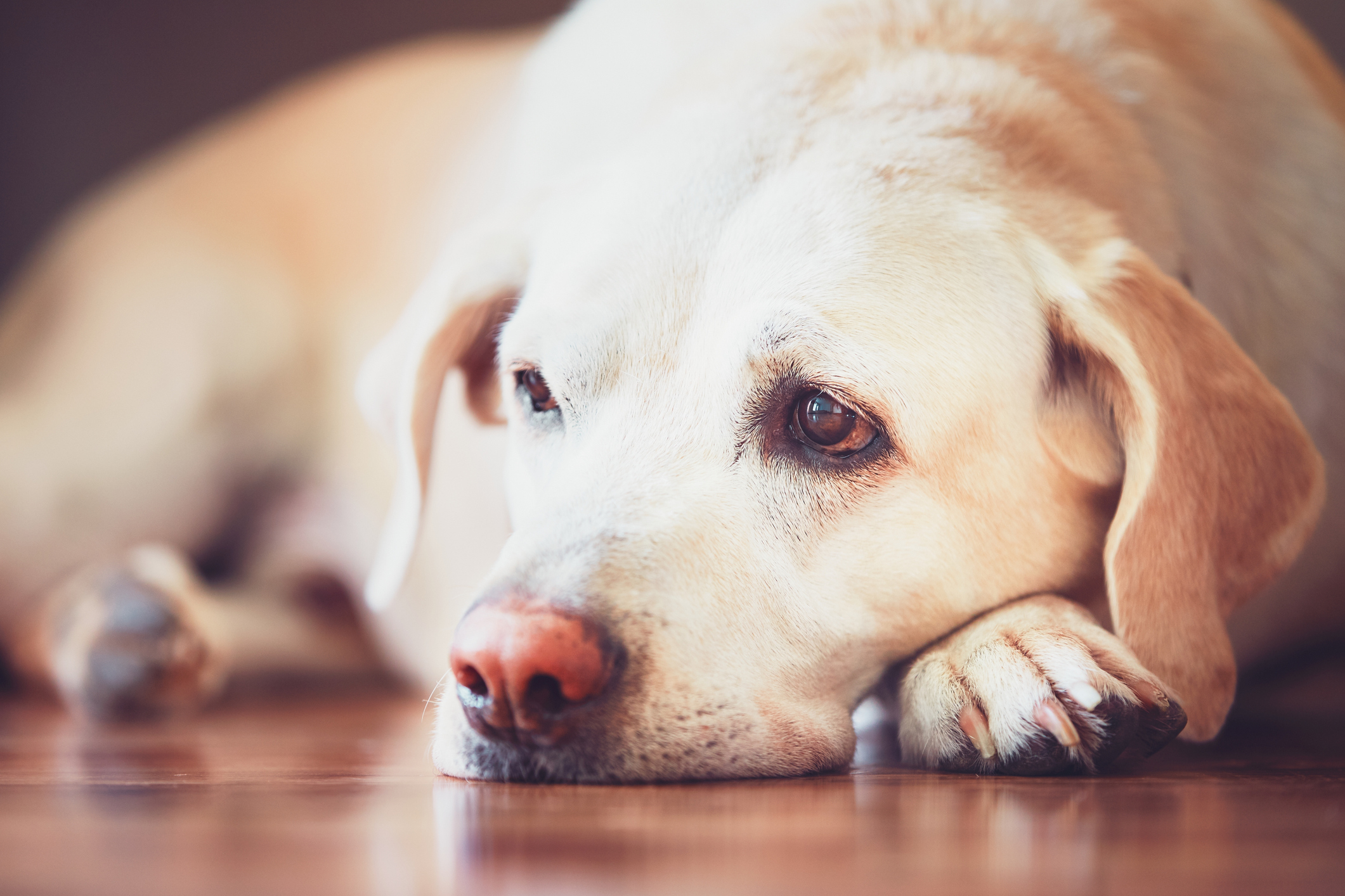 Article image for Why dog parks could be doing your pets more harm than good