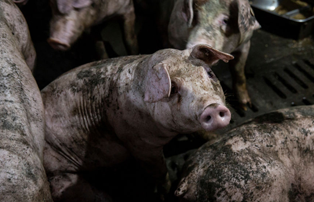 Article image for Warning for Australians: Deadly pork disease detected in Indonesia
