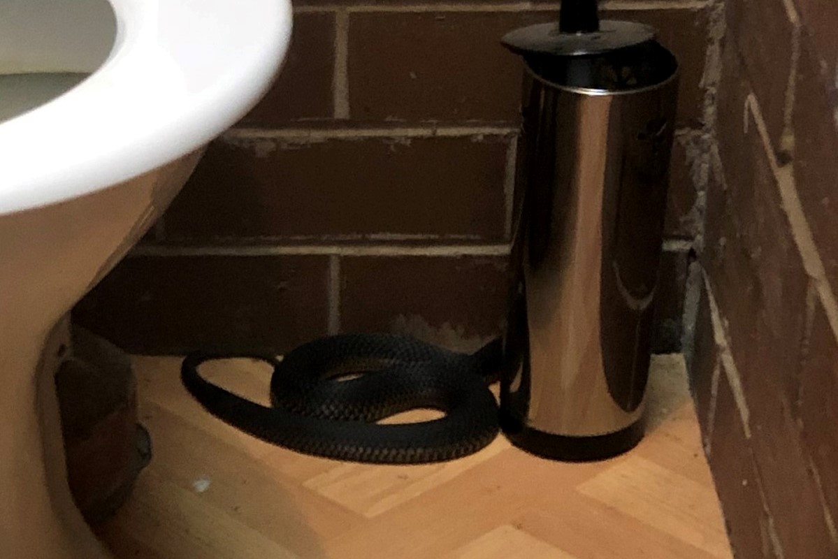 Article image for Nasty surprise: Copperhead snake found in bathroom