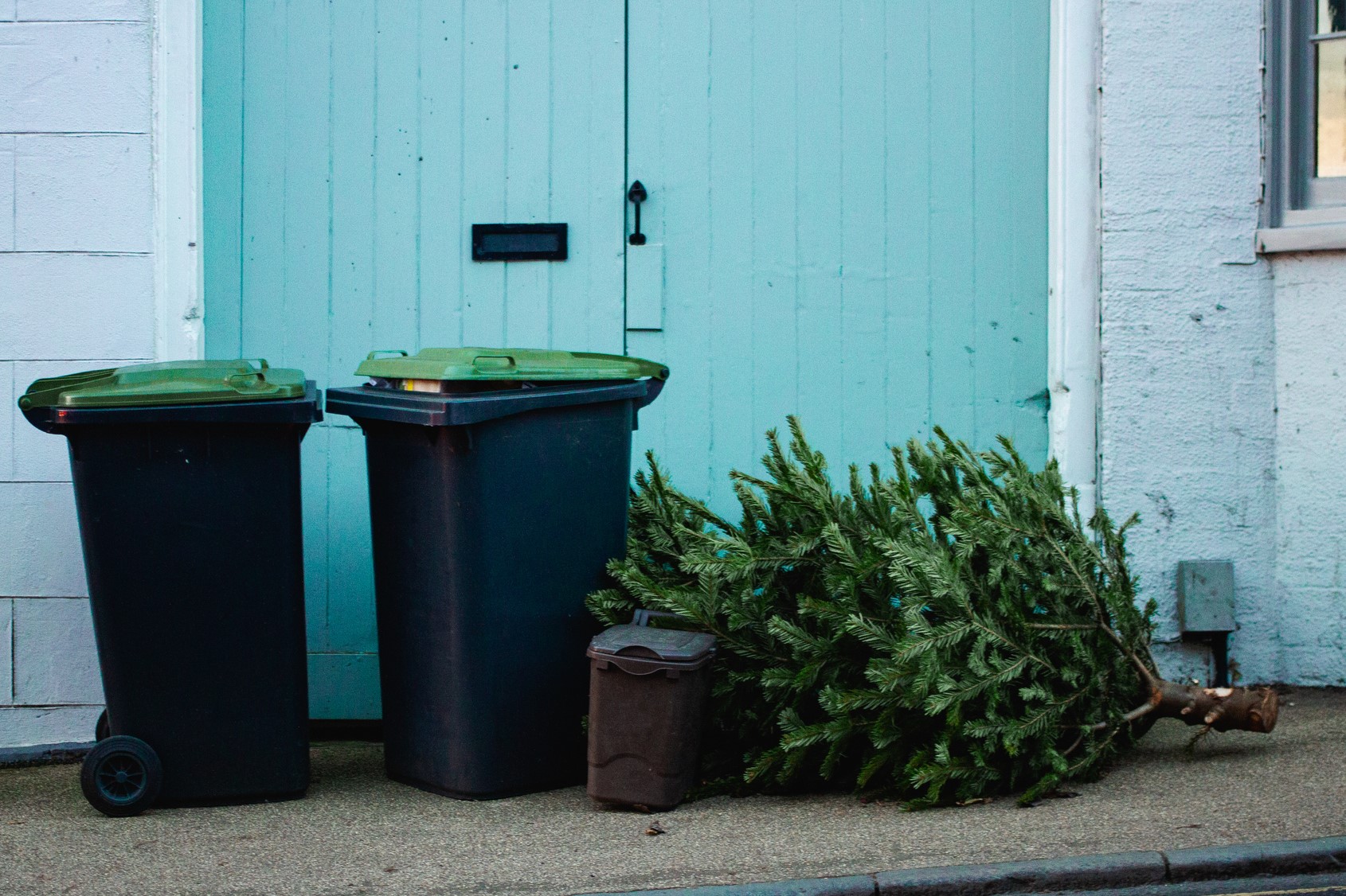 Article image for Trees for goats: A novel way to dispose of your unwanted Christmas tree