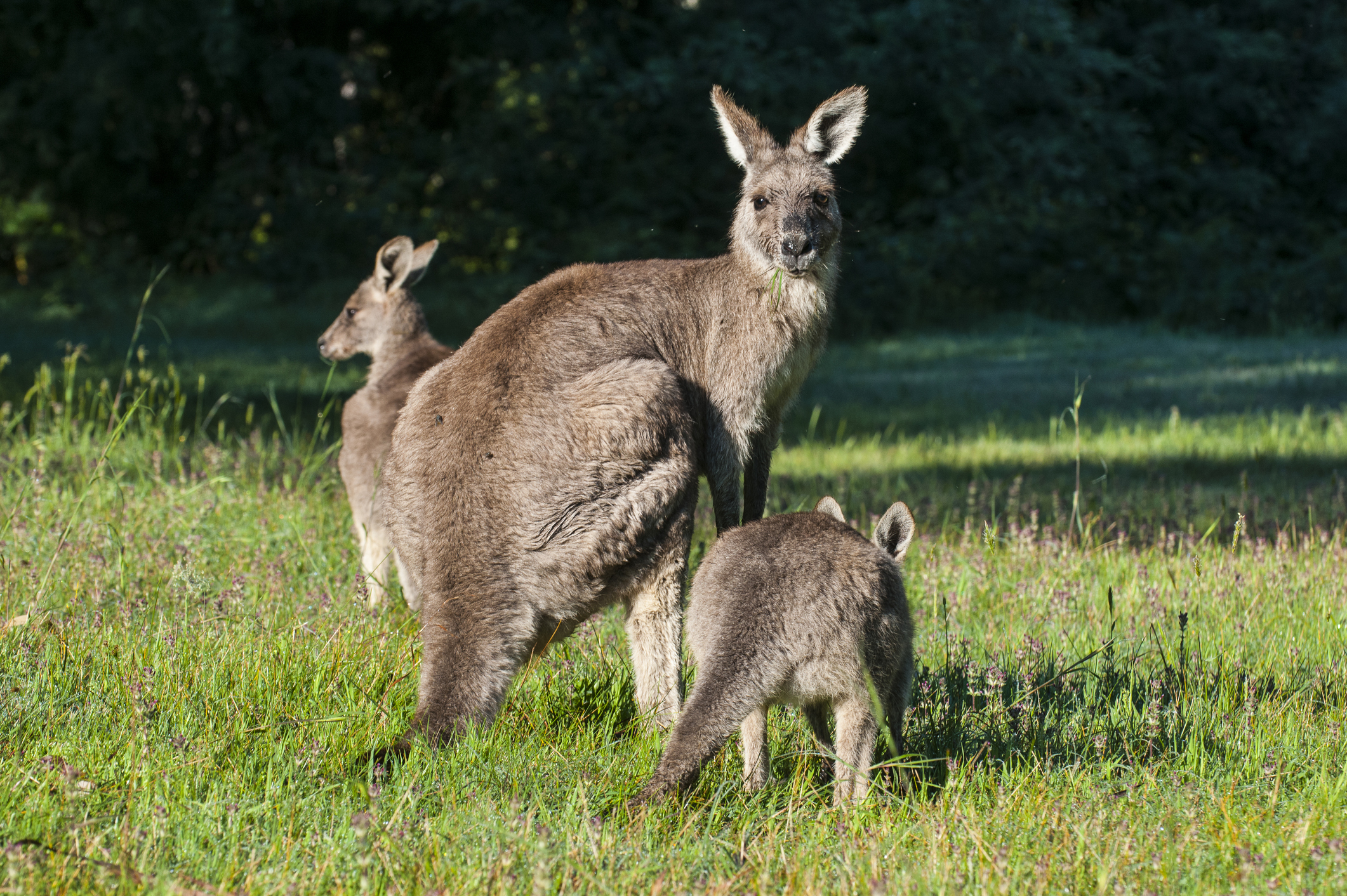 Article image for Animal Justice Party wants native culling stopped immediately due to bushfire crisis