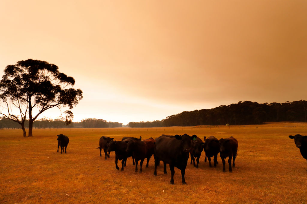 Red tape madness as cattle starve