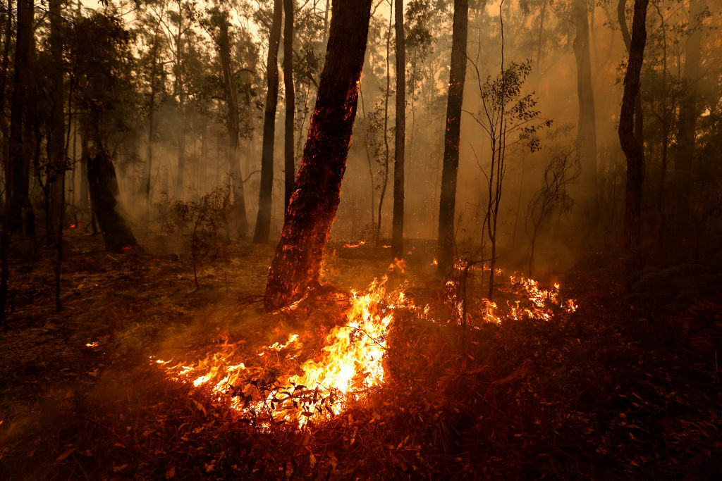 Article image for ‘Get rid of the bush, or live with it’: Experts say controlled burning isn’t sustainable