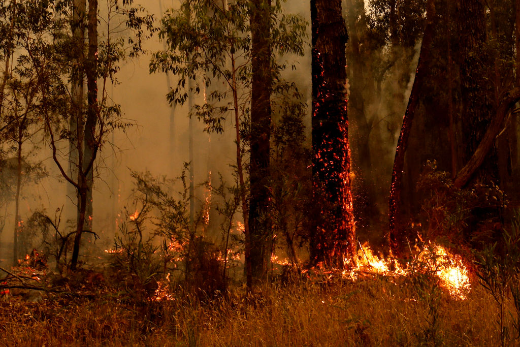 Article image for Red Cross rejects accusations of holding bushfire money for future disasters