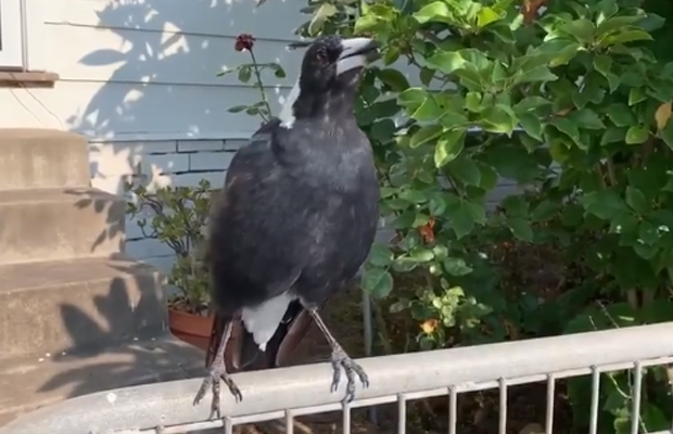 Article image for Magpie filmed mimicking the siren of a fire engine