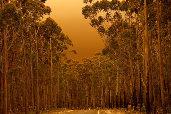 Article image for Opposition calls for public inquiry into devastating Victorian bushfires