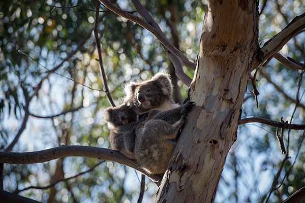 Article image for A national koala plan needed to avoid extinction, scientists say