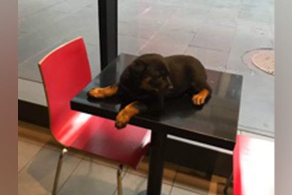 Article image for Puppy thieves on the run with young rottweiler snatched from Mooroolbark