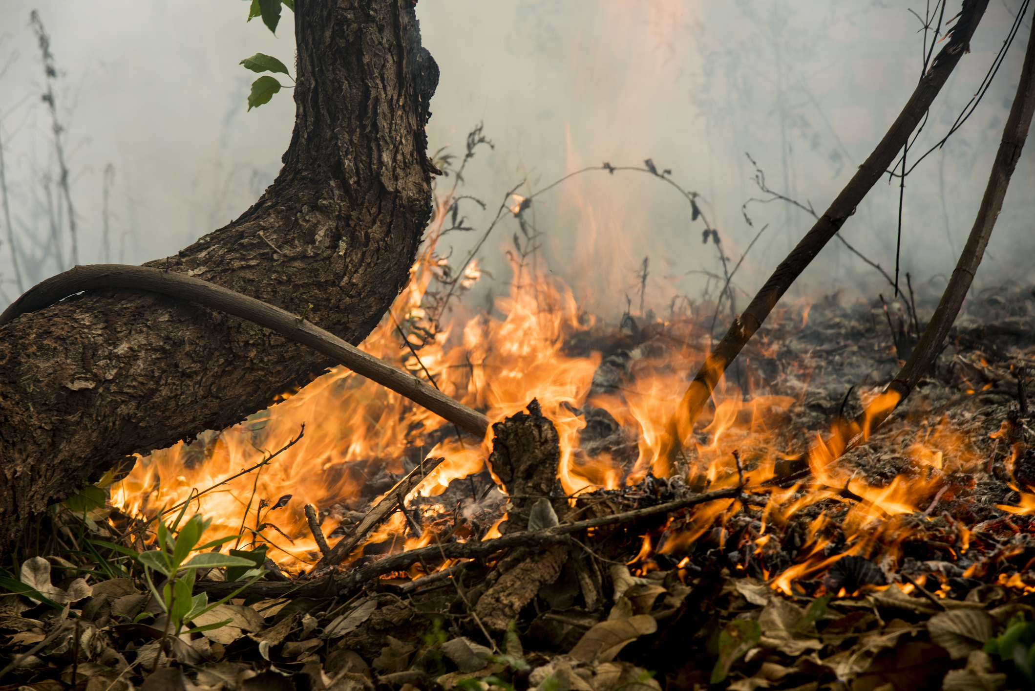 Article image for Kinglake resident admits it’s increasingly dangerous living there