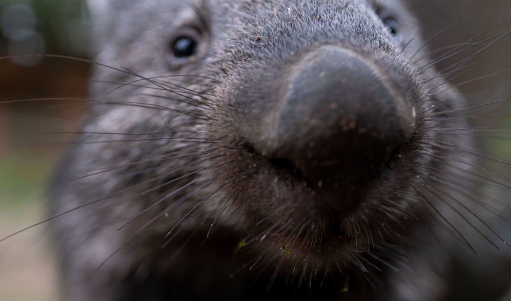 Article image for Wombats now protected from hunters as legal ‘loophole’ is closed