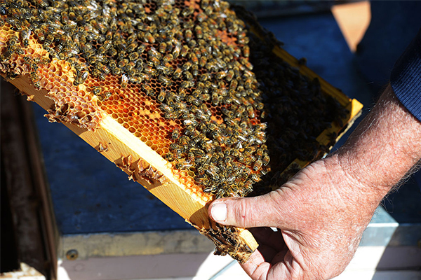 Article image for Australian beekeeping industry under threat following bushfire season