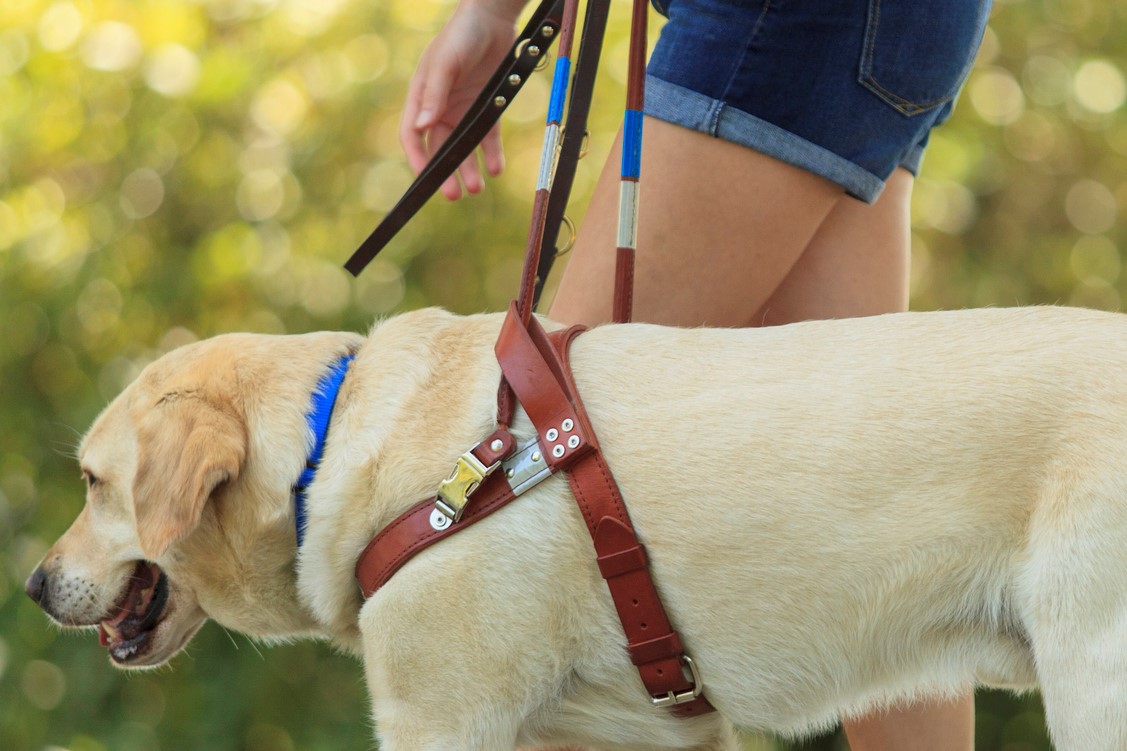 Article image for Greensborough bus driver sparks hour long stand-off after refusing to allow guide dog on board