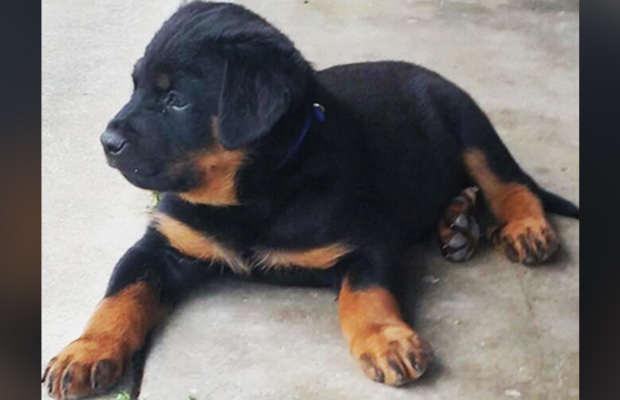 Article image for Dog-nappers: Man charged, but this little puppy remains missing