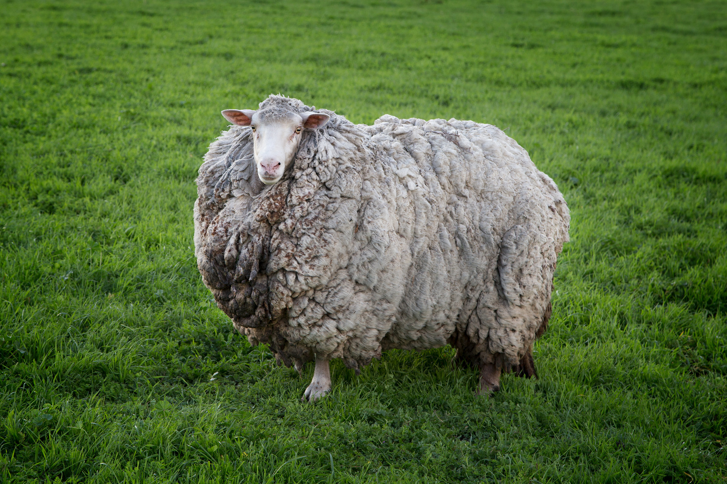 Article image for Prickles the sheep returns home after fleeing 2013 bushfires