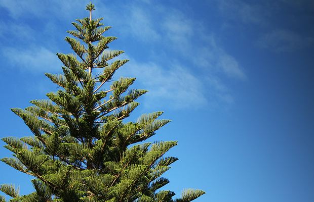 Article image for Firefighters have rescued a woman stuck up a tree