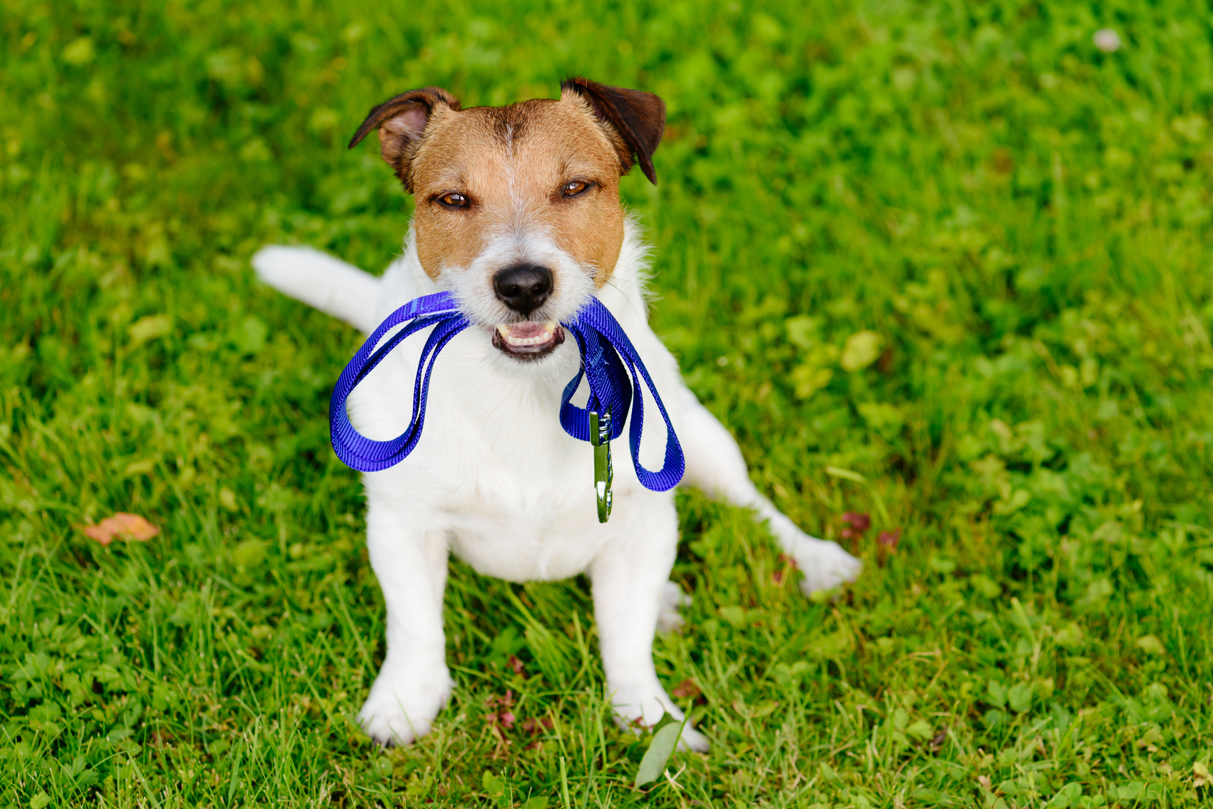 Article image for Council introduces new dog leash laws, due to the coronavirus