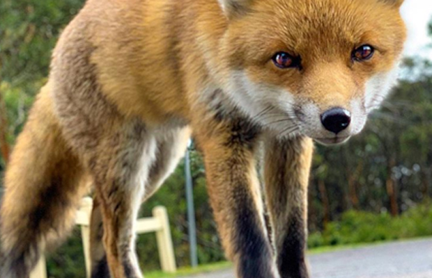 Article image for How Tiffany ended up close and personal with a fox!