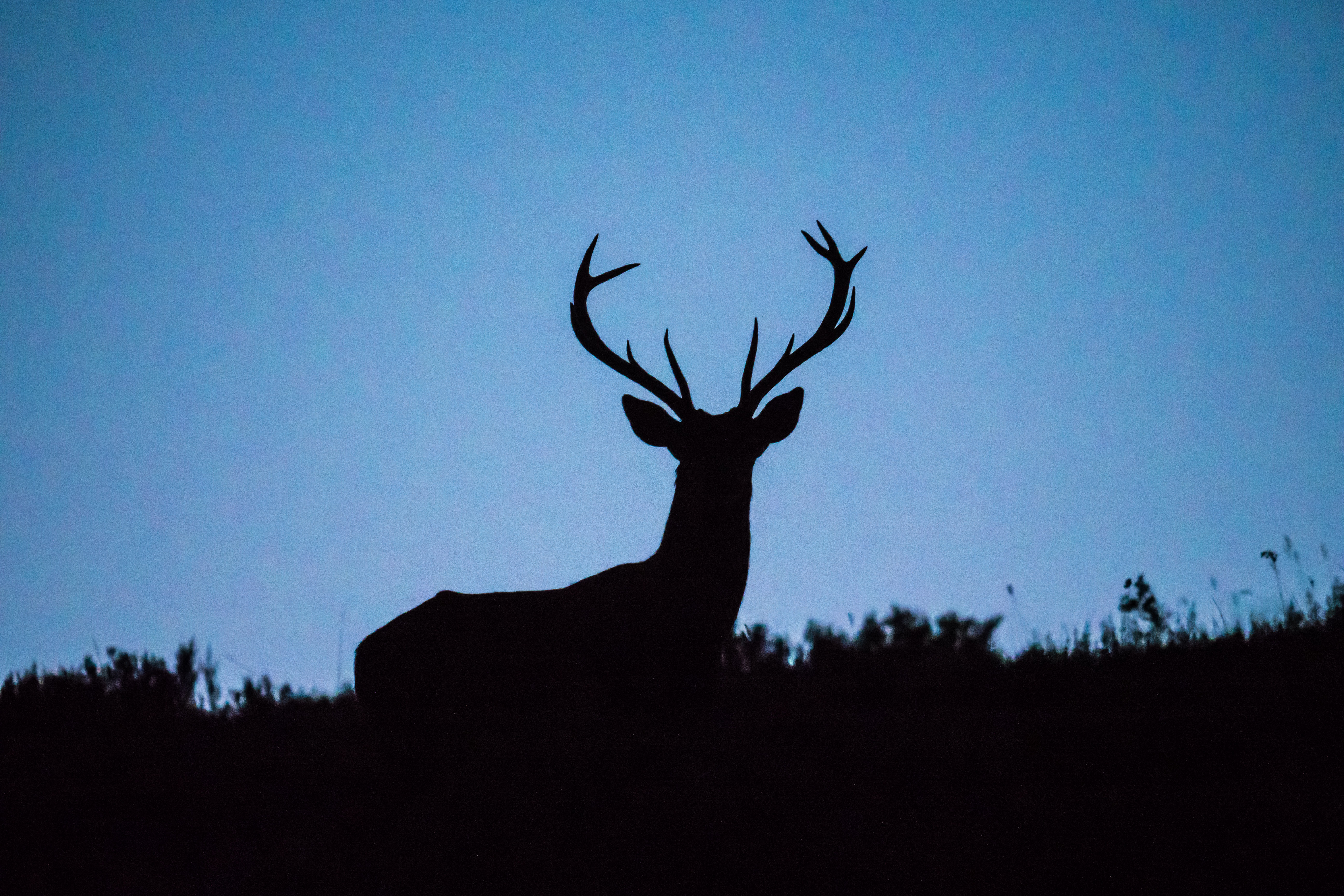 Article image for Calls for deer to be legally declared a ‘pest’ in Victoria